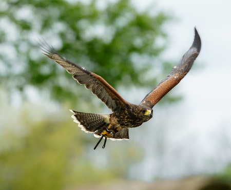 Red-tailed hawk (Buteo jamaicensis) in flightの写真素材