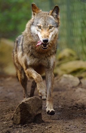 Gray wolf, Canis lupus, also known as the jackal
