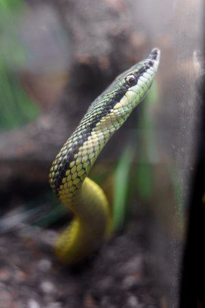 Close up of a green and yellow snake in the zoo. Shallow depth of field.