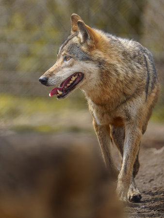 Portrait of a gray wolf (Canis lupus)の写真素材