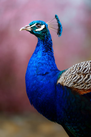 Beautiful peacock on nature background, close-up portrait.