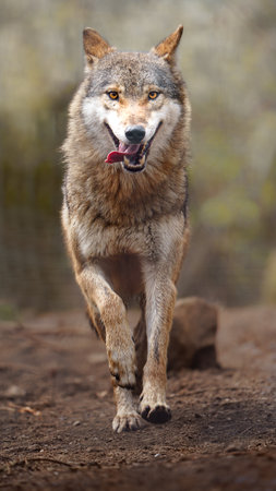 Gray wolf (Canis lupus) in a forest.