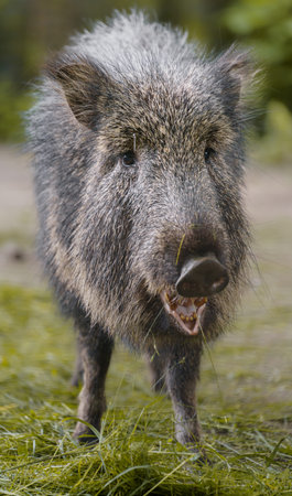 Wild boar (Sus scrofa) in the nature habitatの写真素材