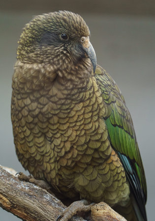 Kea - Nesting parrot, Kea notabilisの写真素材