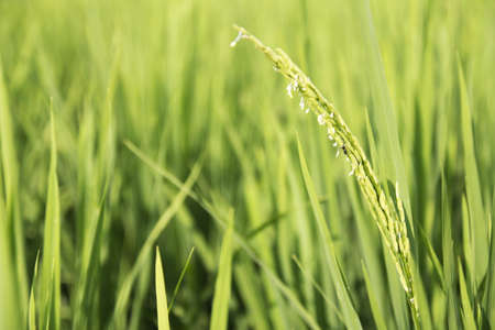 Rice in farm DOF