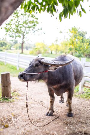Buffaloの写真素材
