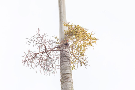 young betel nut and dry betel twigs on trunkの写真素材