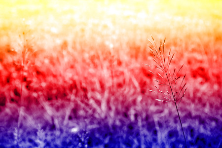 colorful grass flowersの写真素材