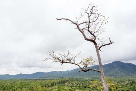 tree branches with a mountain backgroundの写真素材