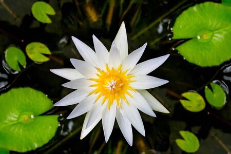 lotus flowerの写真素材