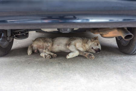 Dog lying under the carの写真素材