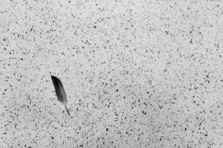 Feather placed on the marble floor black and whiteの写真素材