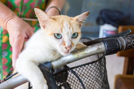 Cat in a bike basket, with person prop behindの写真素材