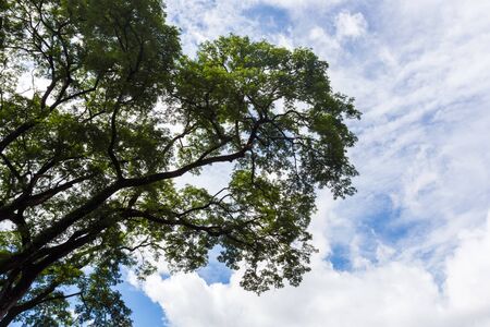 twig of bid tree on sky backgroundの写真素材