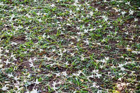 Cork Tree, Indian Cork, Kasalong flowers fall on the floorの写真素材