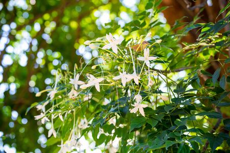 Cork Tree, Indian Cork, Kasalong flowers on the treeの写真素材
