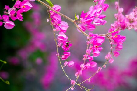 Bee looking for the nectar in pink flowersの写真素材