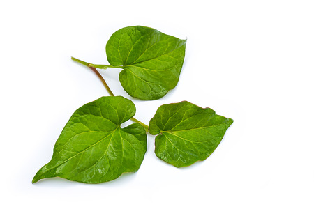 Plu Kaow or Kaow Thong thai name Houttuynia cordata Thumb.