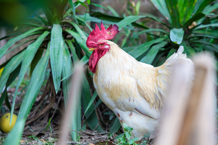 cock in the garden Candid shootの写真素材