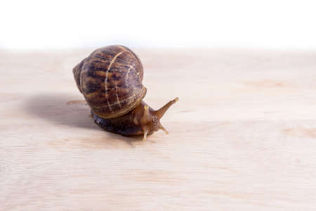 snail on woodの写真素材