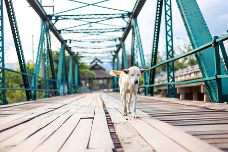 The dog was walking on the memorial bridge at Pai district, Mae Hong Son Province, Thailand