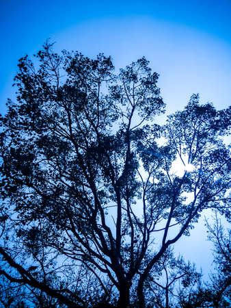 silhouette of bodhi tree in cool tone
