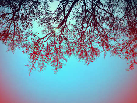 silhouette of branch bodhi tree in vintage styleの写真素材