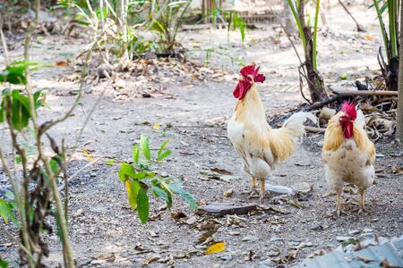 white cock crowingの写真素材