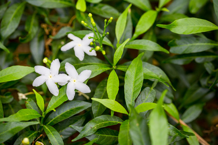Gerdenia Crape Jasmine
