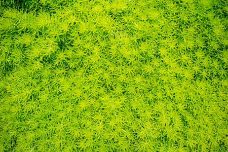 marsh vegetation - moss green