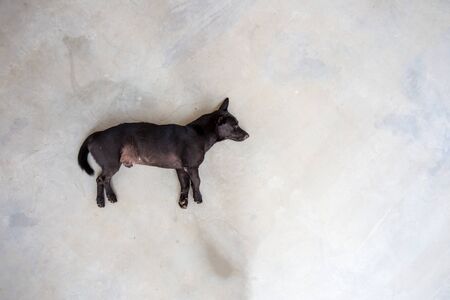 Black dog lying on the cement floorの写真素材