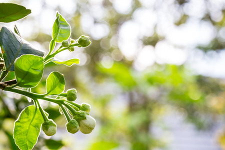 flower of pomeloの写真素材