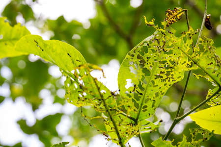 pest eaten leafの写真素材