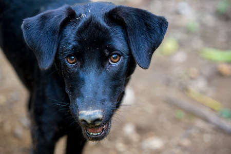 thai black dogの写真素材