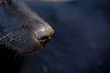 thai black dog nose dirty sandの写真素材