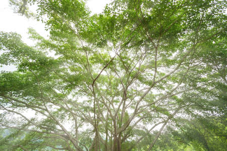 big tree and sun rays