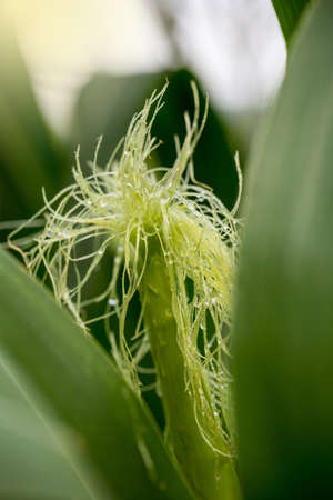 Young cobs of corn growing in farm