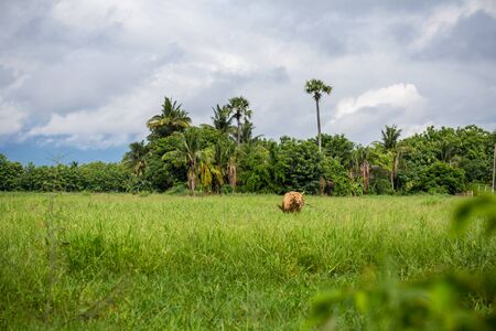 brown cow in the green meadow