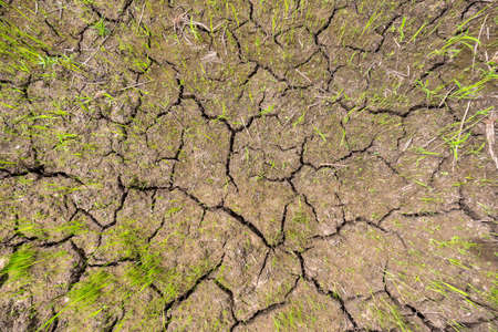 Rice seedlings on cracked soil