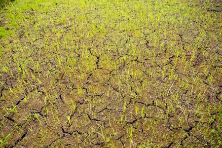 Rice seedlings on cracked soil