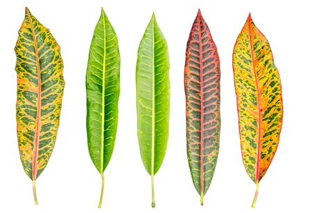 croton leaf on white background