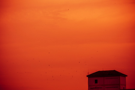 The swallows were flying around the building petの写真素材