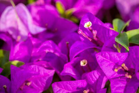 close up Bougaville flowerの写真素材