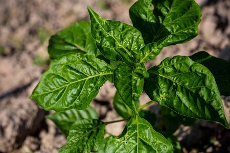 Thai paprika sapling, Thai pepper sapling in garden