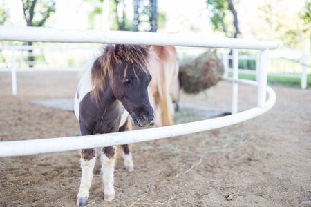 close up Shetland pony in farmの写真素材