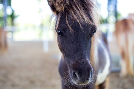 close up Shetland pony in farmの写真素材