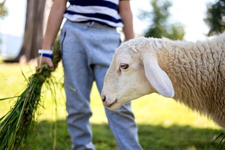 sheep waiting for grass from the boyの写真素材