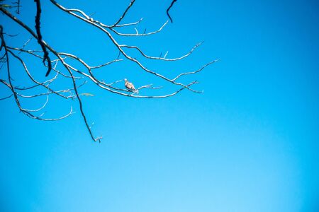 Birds perched on dry branches on blue sky backgroundの写真素材