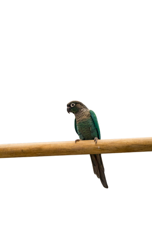 one of a kind parrot on a branch and white background