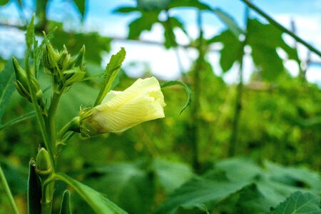 bud flower of green okra is growing on the tree